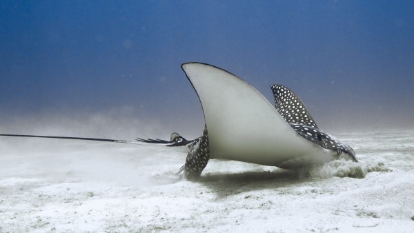 Eagle Ray by Michael Brown